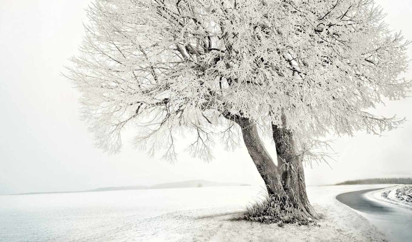 nature, winter