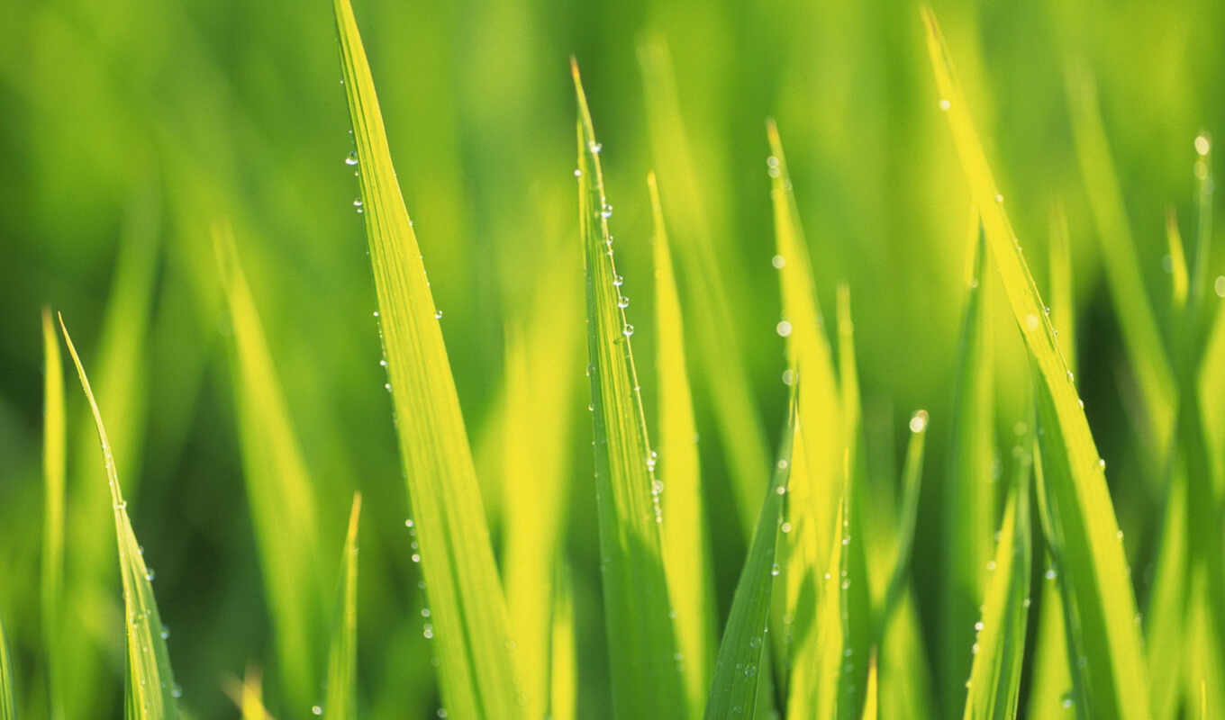 grass, dew, a drop, stoloboi