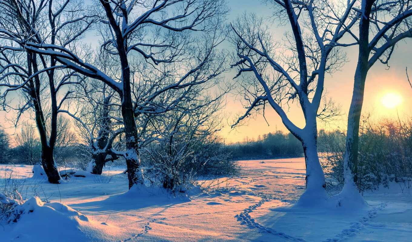 дерево, снег, winter, pic
