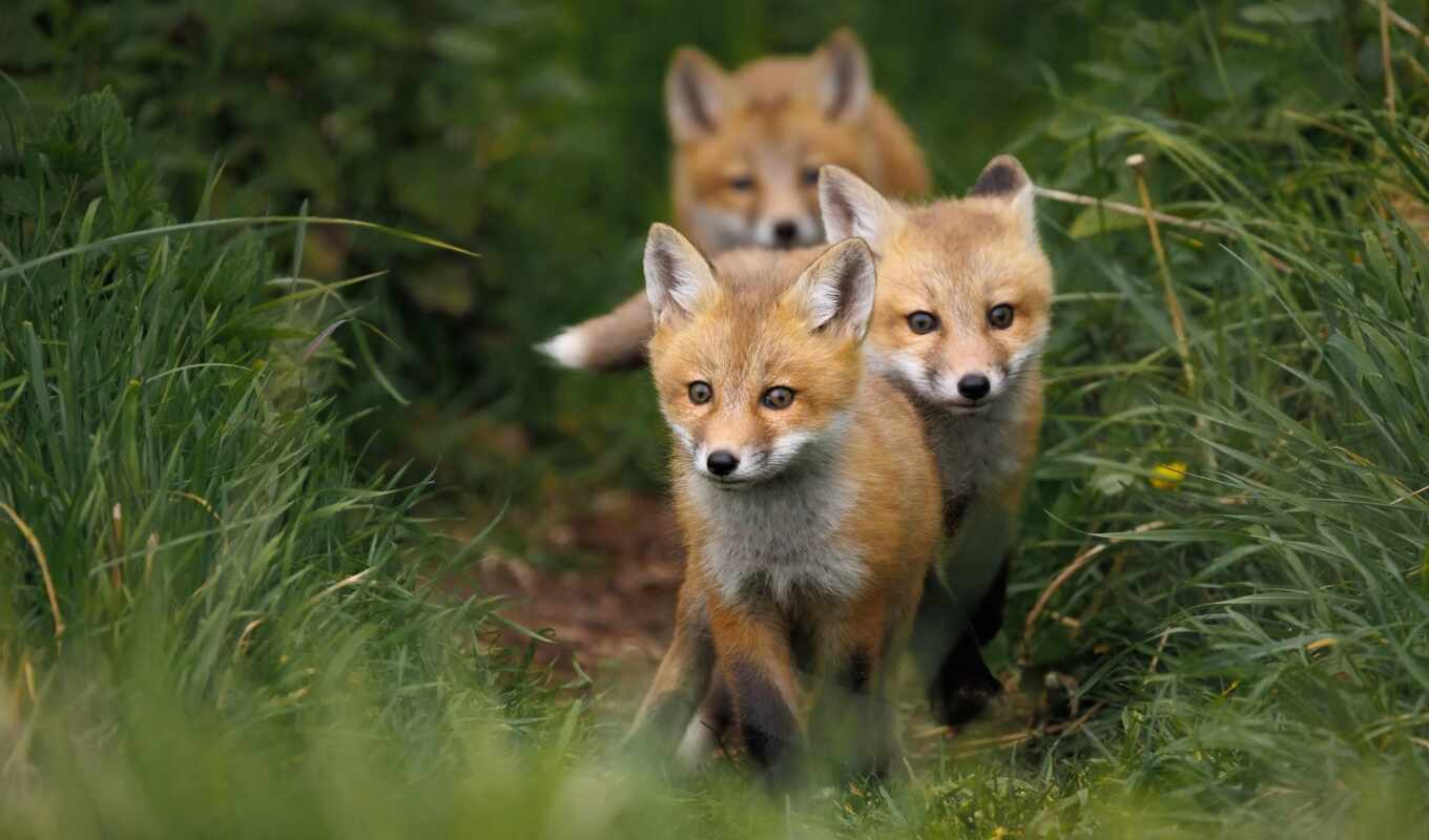 fox, animal, the cub, baby, blurring