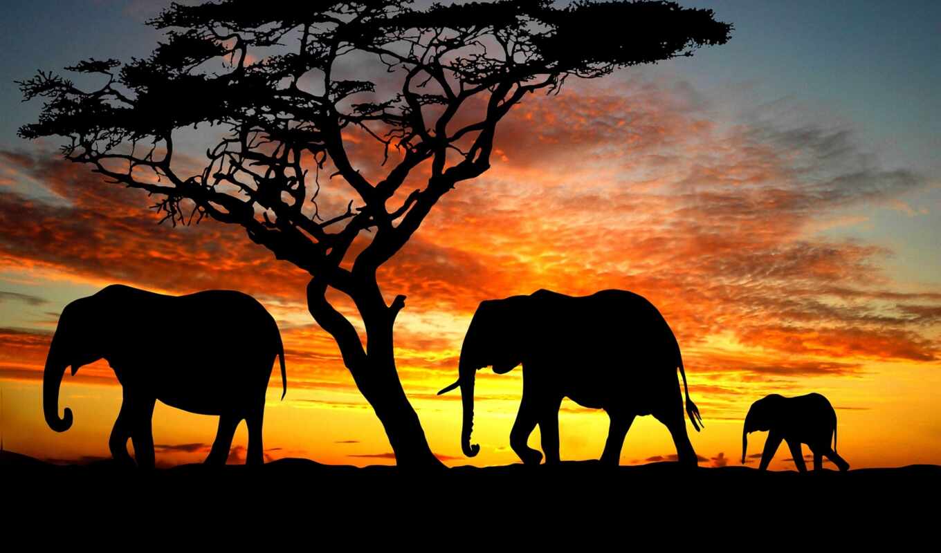 elephant, our, photo wallpapers