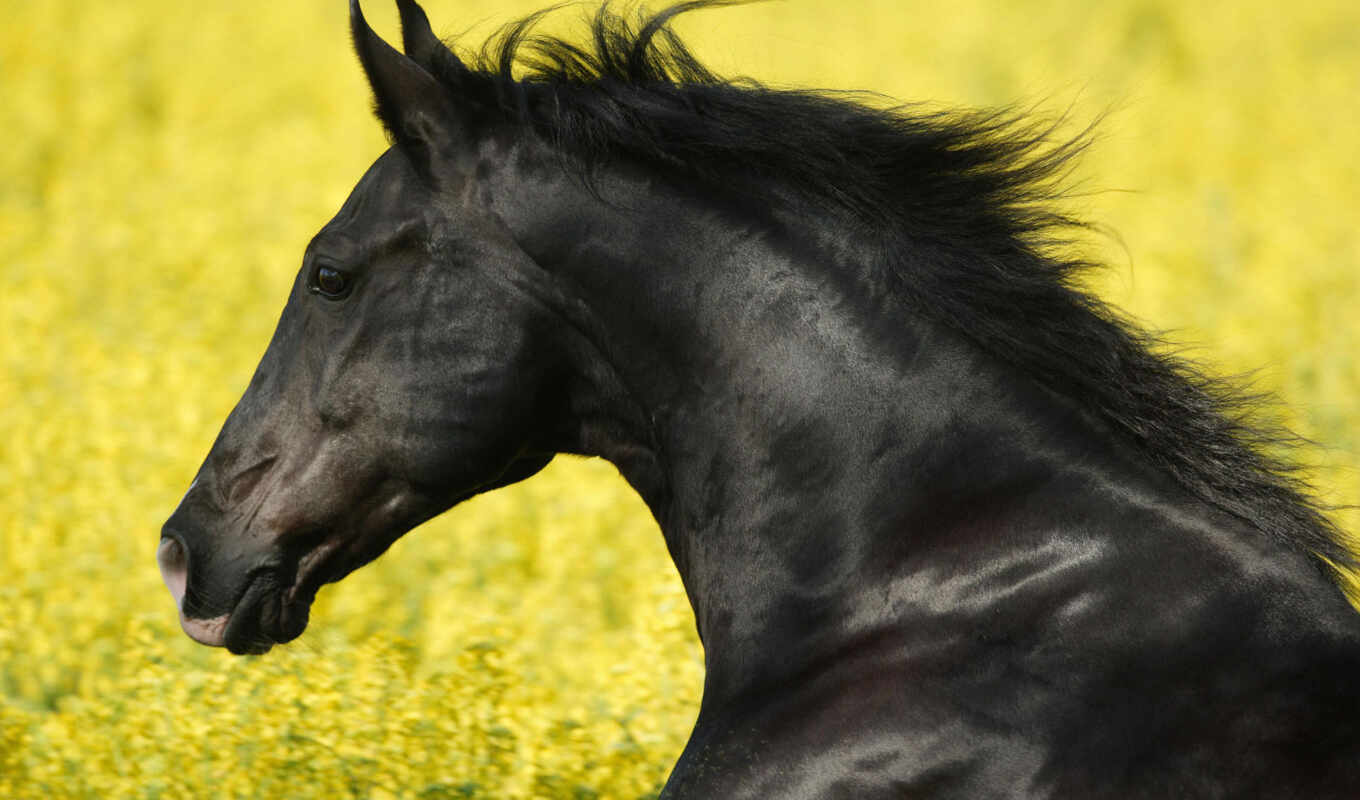 black, лошадь, mustang, лошади, stallion