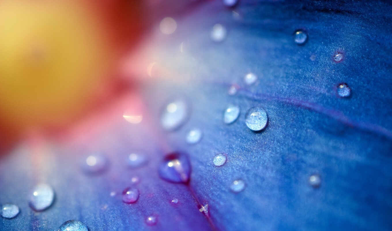 цветы, голубой, макро, flowers, drops, droplets