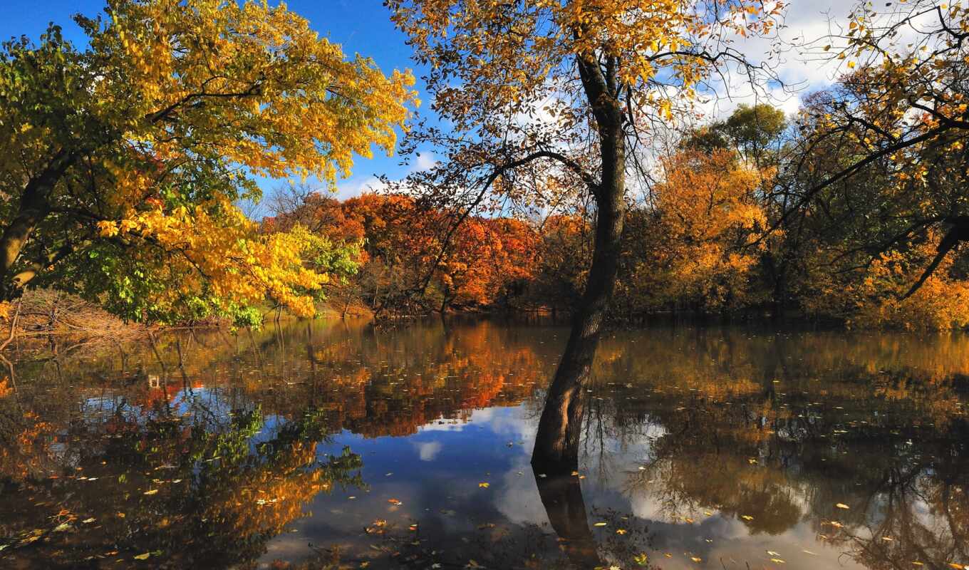 озеро, природа, лес, осень, trees