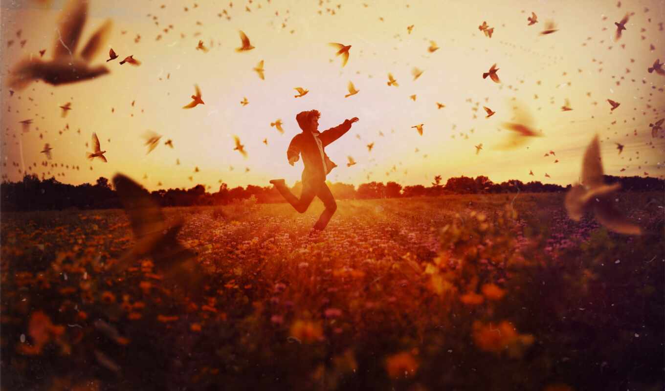 picture, sun, sunset, guy, field, similar, run, birds