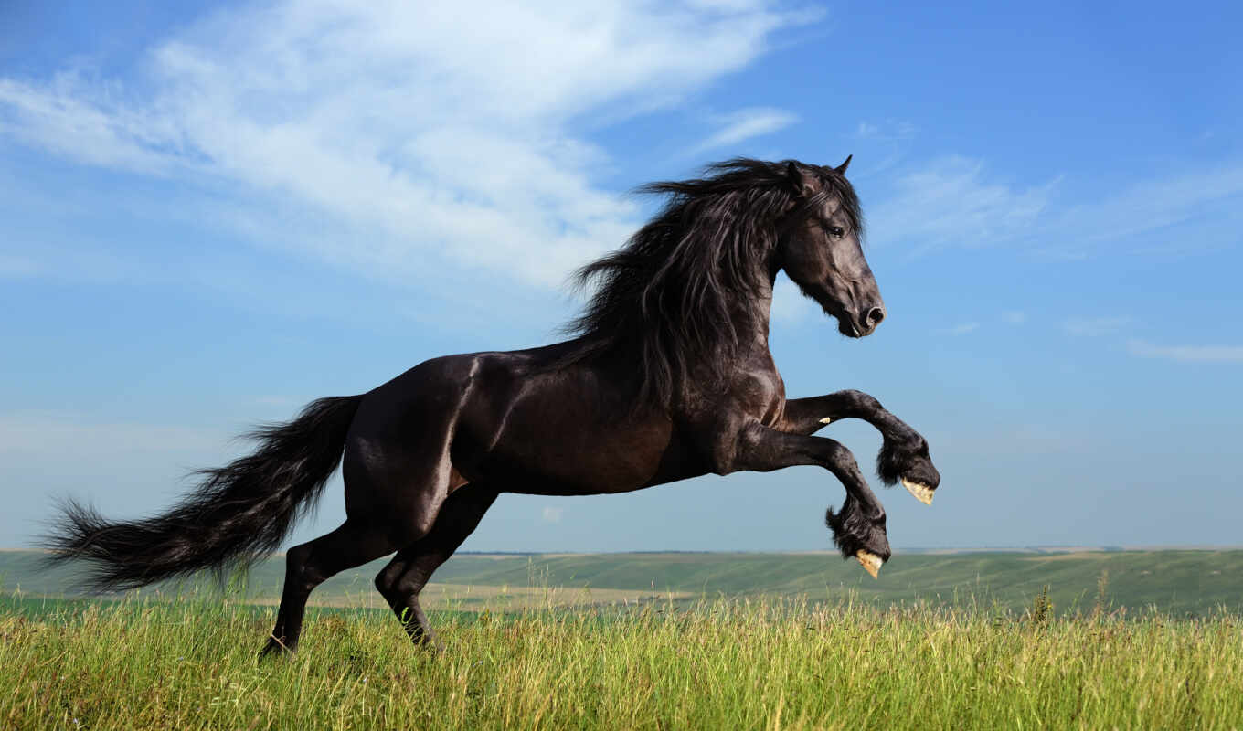 black, horse, horses, pinterest, satış, rom, crow