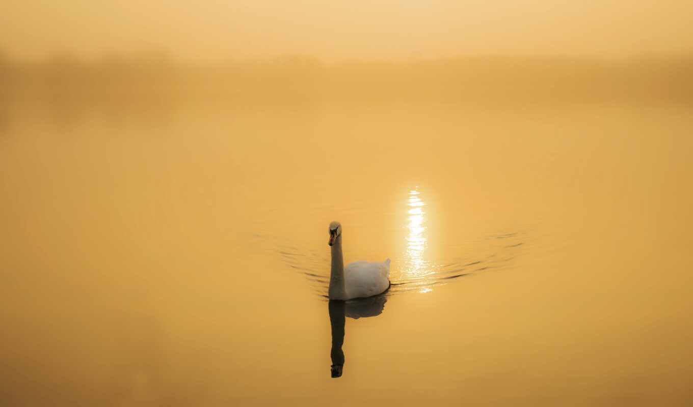 beautiful, swan