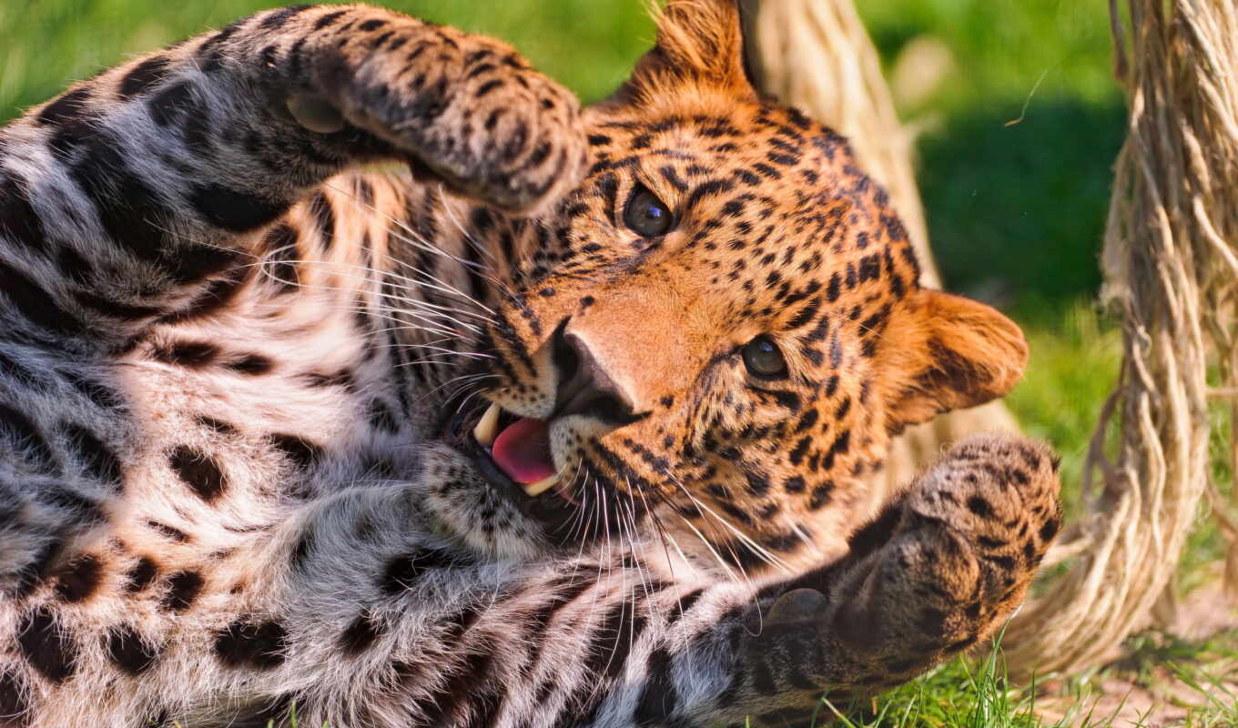 cat, leopard, tiger, animal, cheetah, jaguar, beautiful, feline, permission