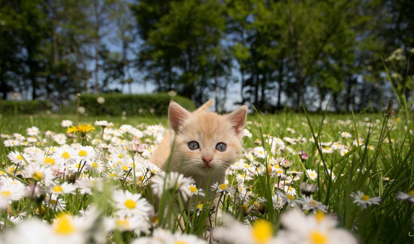 summer, cat, kitty, spring, daisy, stoloboi