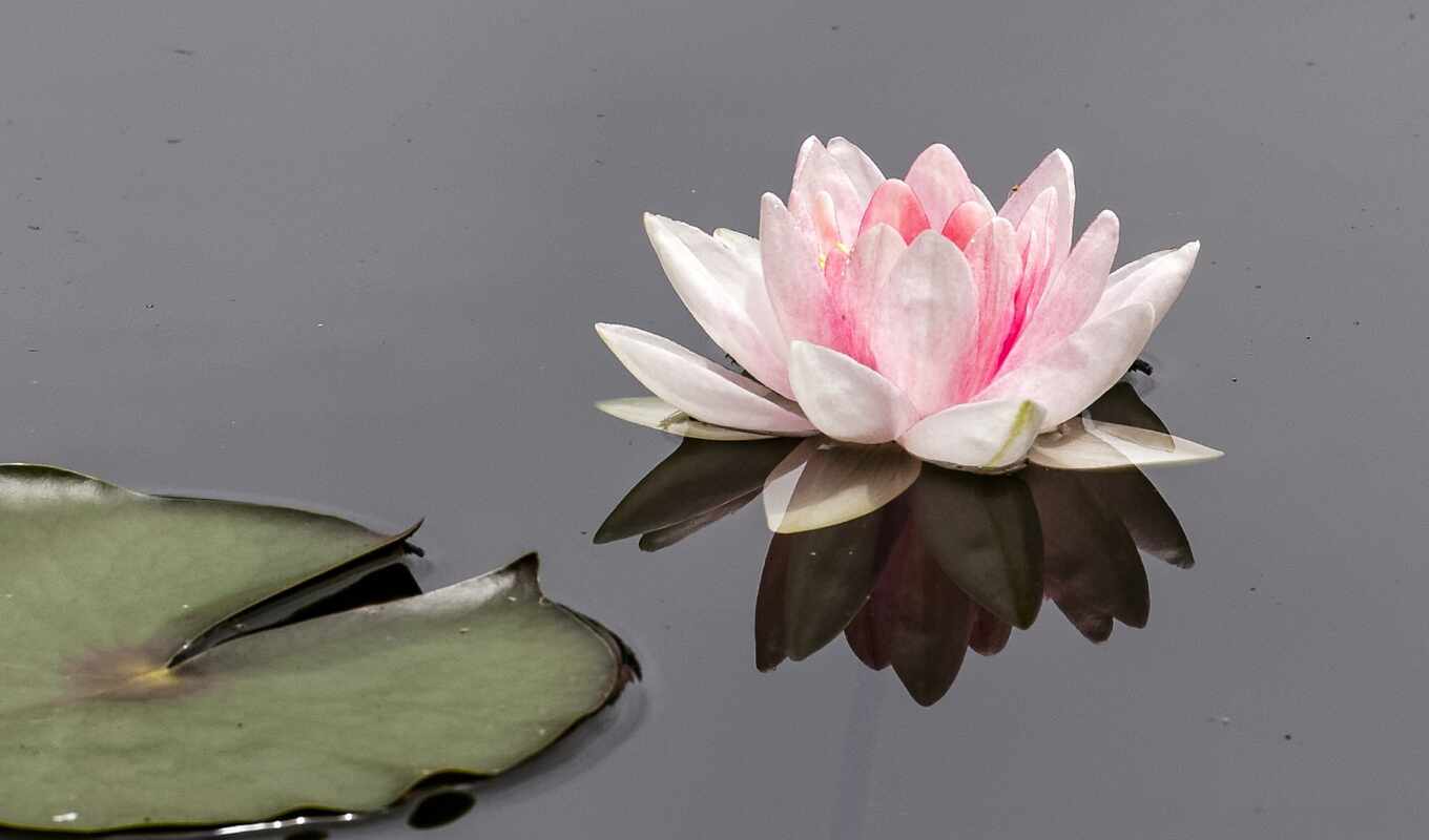 lotus, растительность