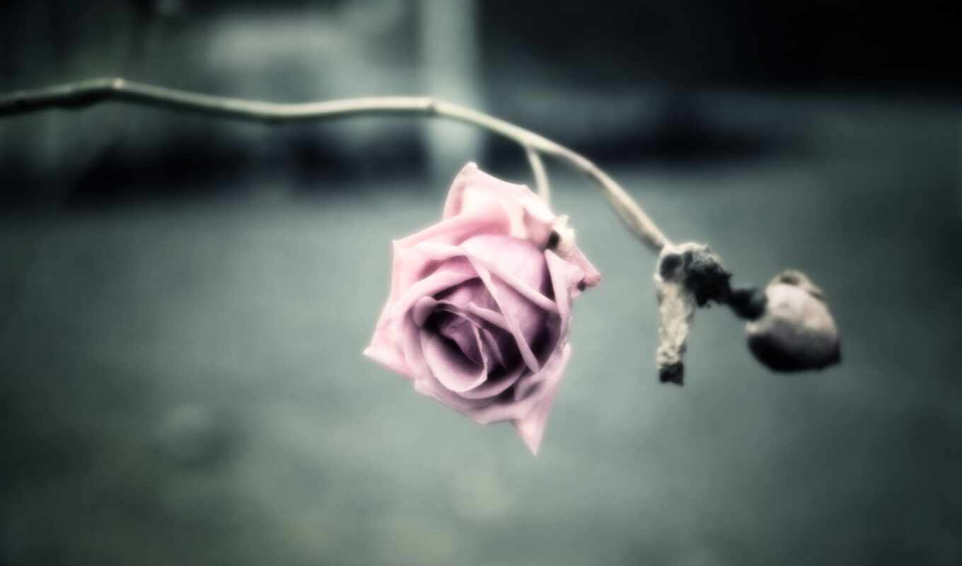 роза, you, лицо, скучать, воспоминания, порою