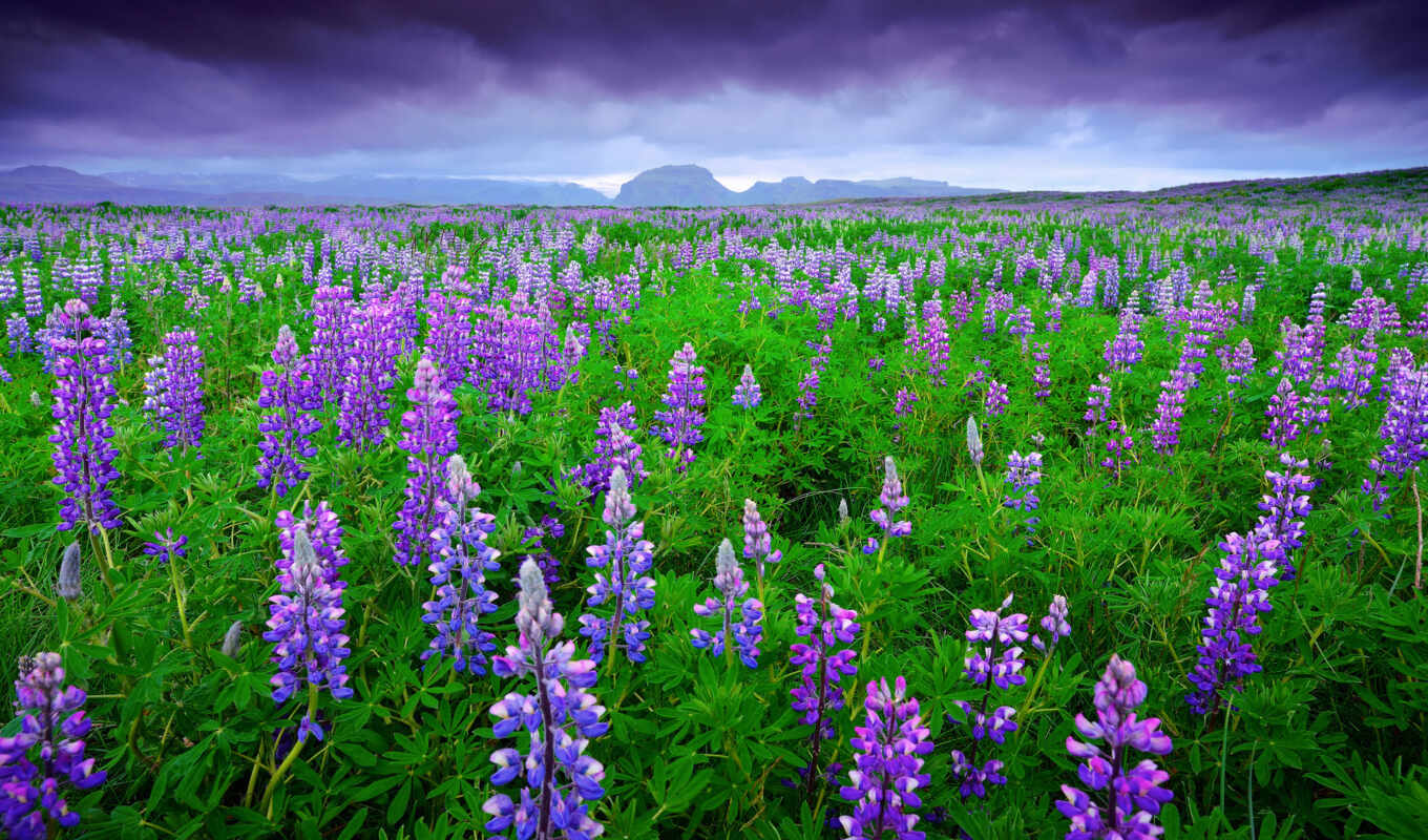 исландия, горы, cvety, iceland, небо, тучи, люпины, дек, flowers, океан, берег, iphone, zakat, shtorm, priroda, 