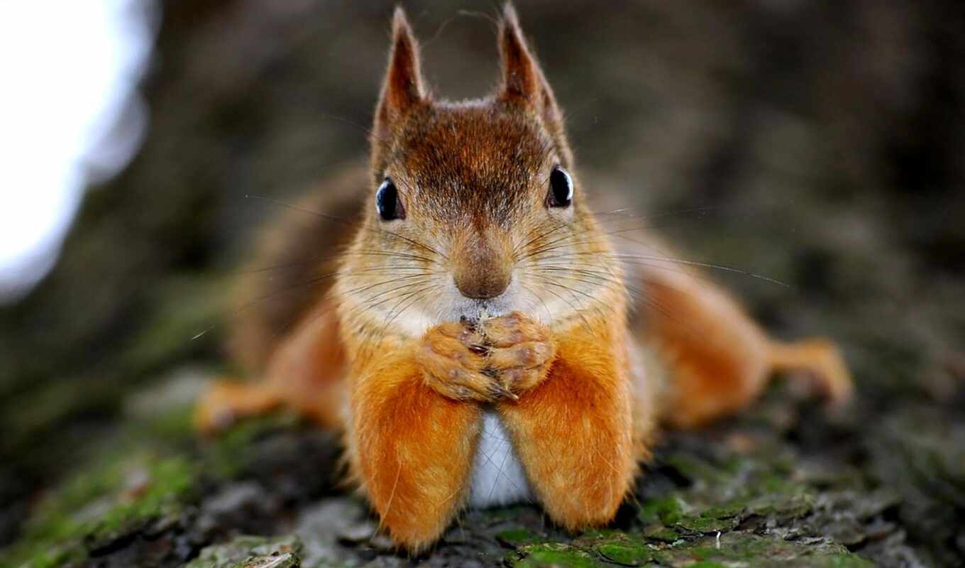 high, red, tree, squirrels, funny, characteristics