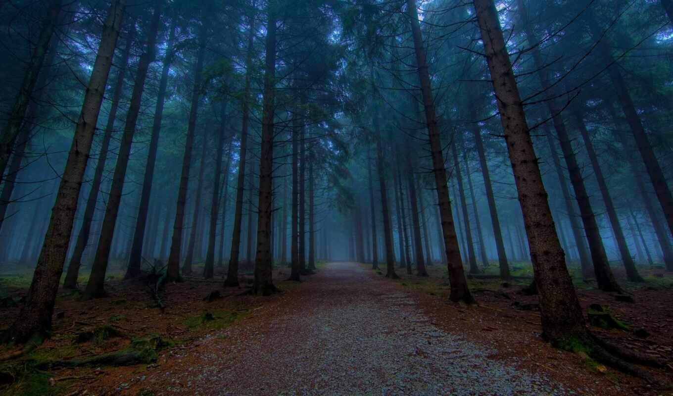 forest, road, evening, forest, through, fog, fog, different, coniferous