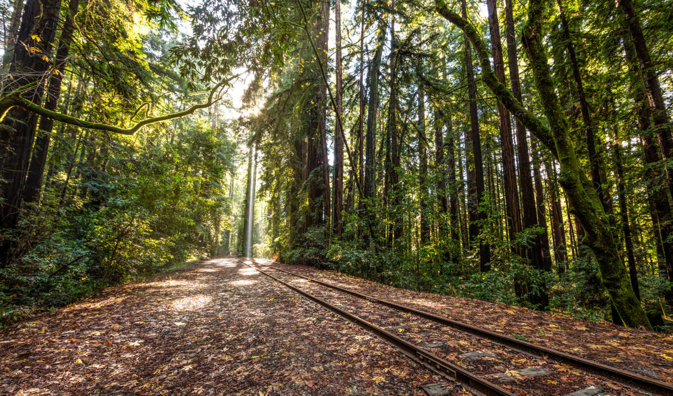 лес, поезд, trees, tracks, railroad, рельсы