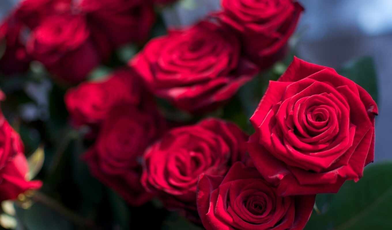 роза, red, розы, flowers, розовый, букет, queen, cvety, малиновый, цветов