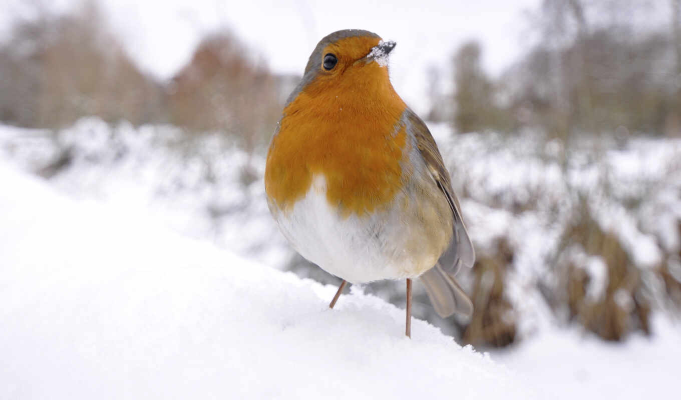 white, снег, winter, птица, россии, оранжевый, robin, правило, птицы, зарянки
