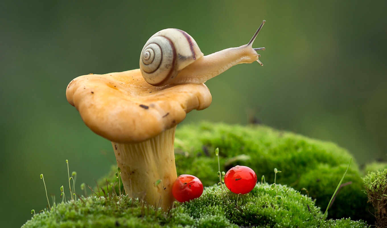 макро, among, snail, улитки, mushroom, лисичка, грибы, шляпке