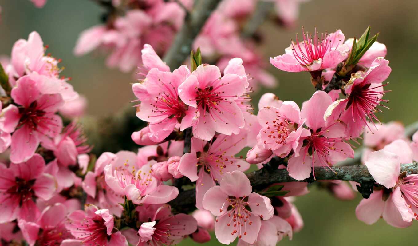 цветы, биг, весна, настроение, working, поднять, yablonya, makryi, garantirovannyi