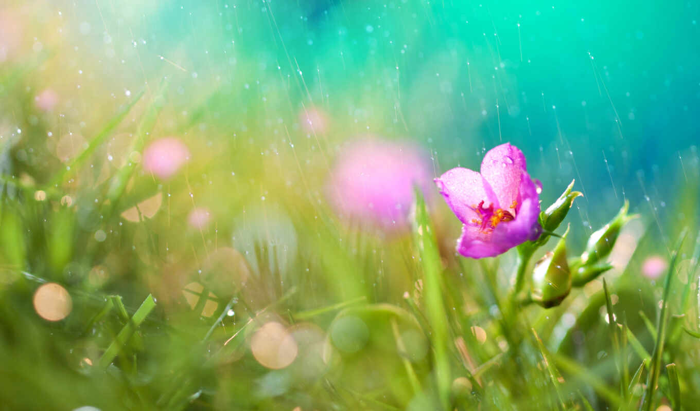 flowers, drop, rain, grass, day, spring, plant, rainy