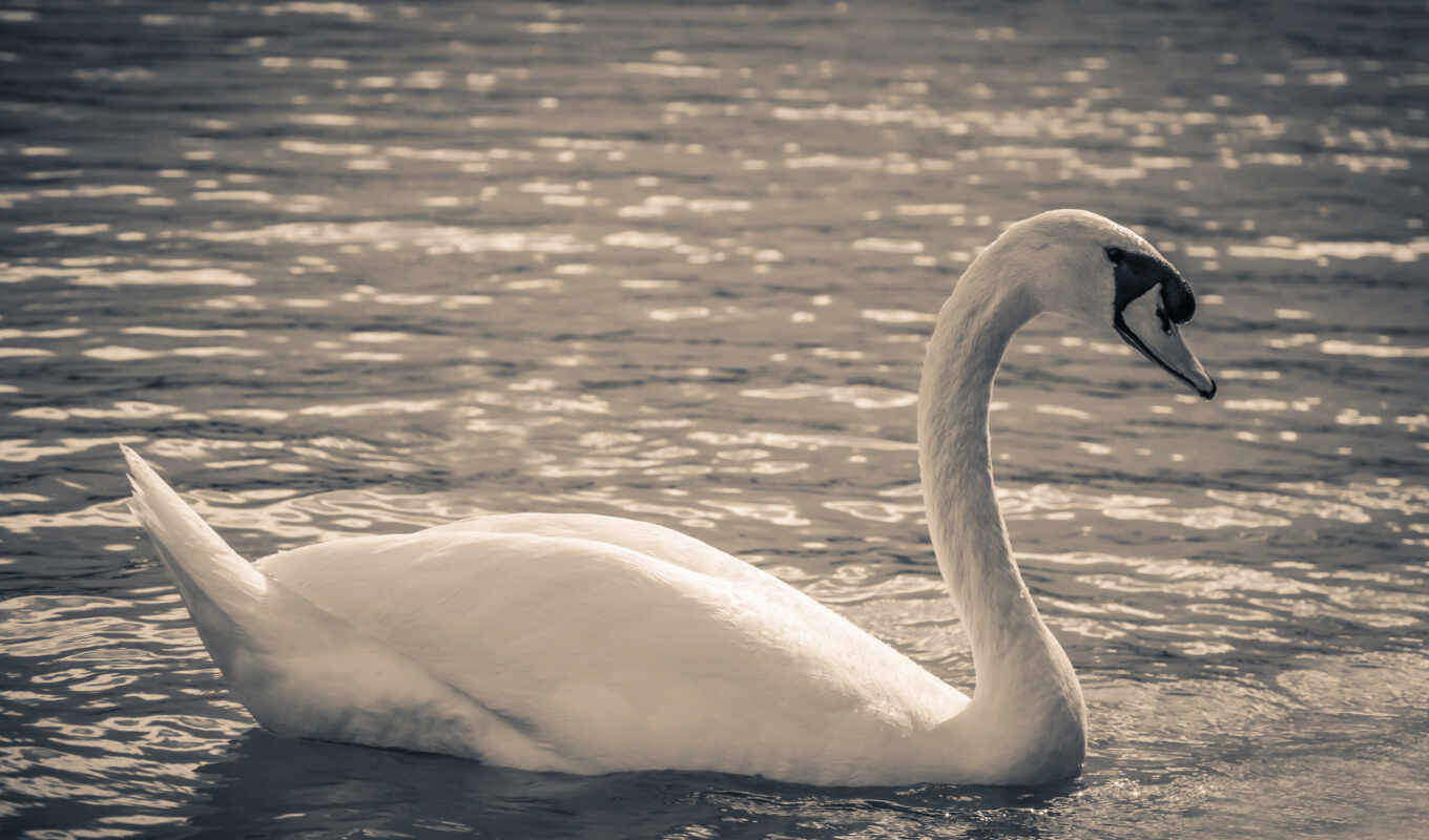 free, best, images, they, swan, alejandra, pixabay