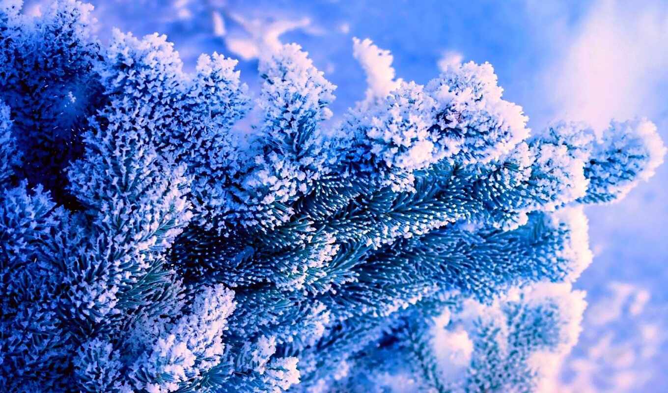 природа, blue, дерево, иней, fir, снег, winter, палуба, branch, freezing