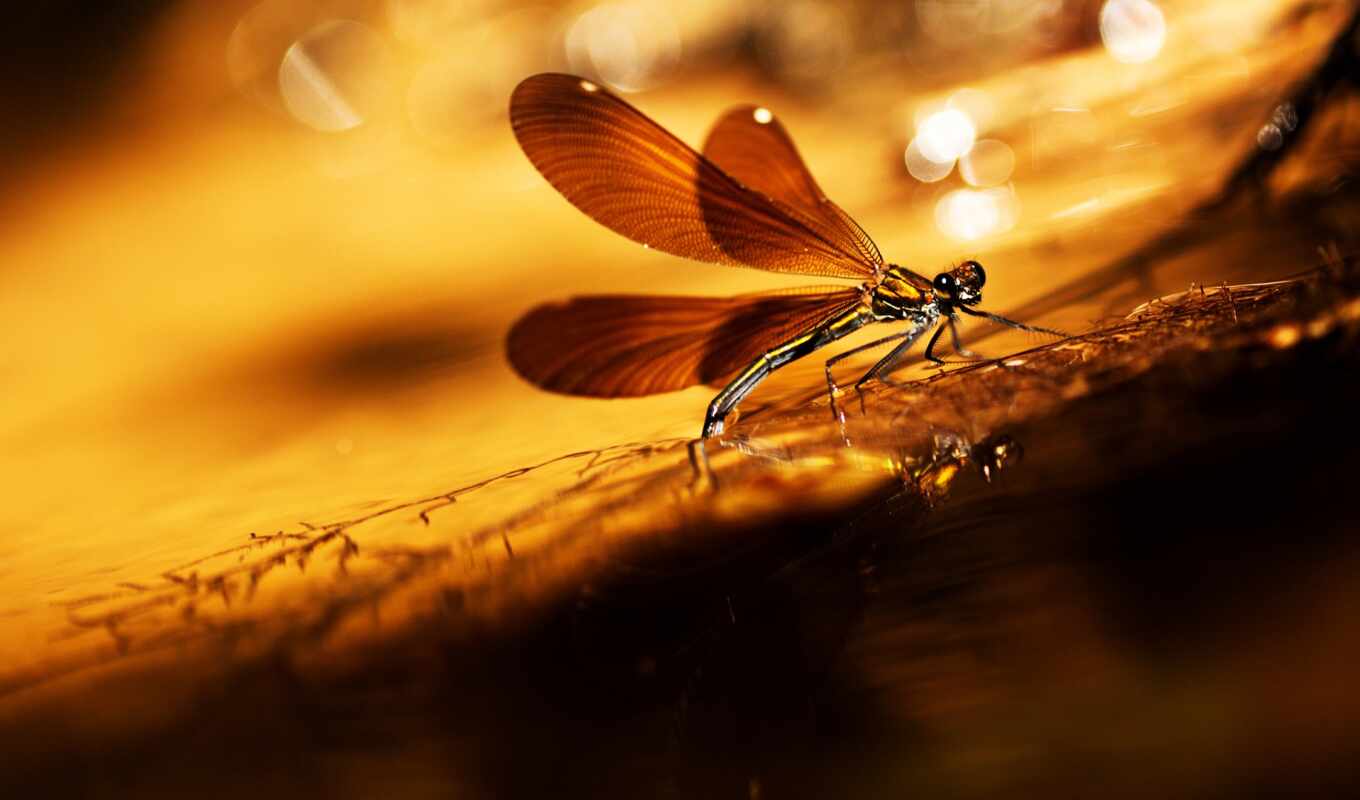 sony, light, grass, screen, dragonfly, insect, wing, flare, dragonfly