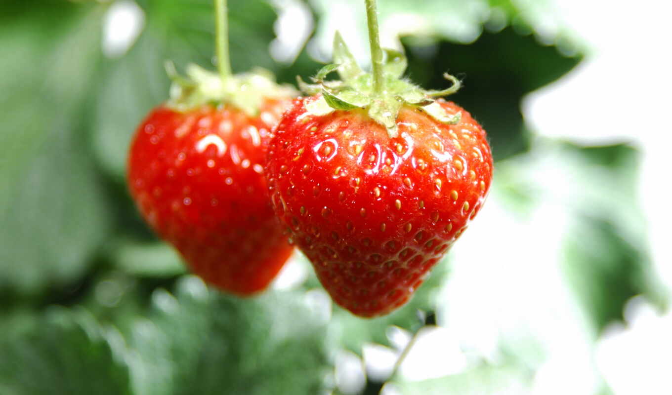 strawberry, berry