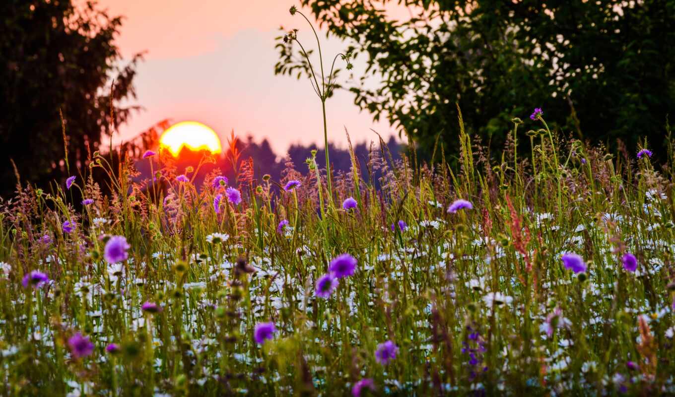 nature, flowers, summer, picture, sun, sunset, to find, status, thous, miro, surround
