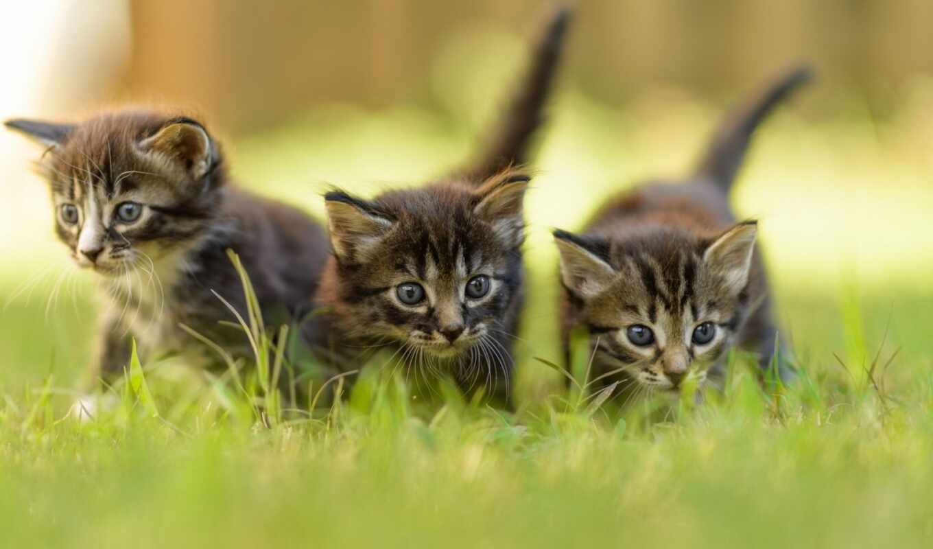 трава, кот, cute, три, котенок, animal