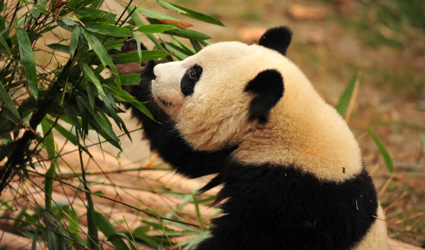 панда, медведь, бамбук