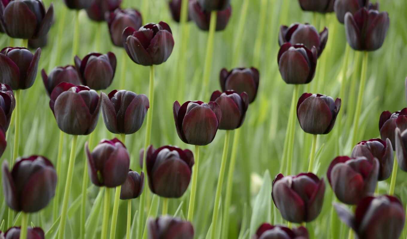 black, поле, тёмные, тюльпаны, tulips, тюльпан