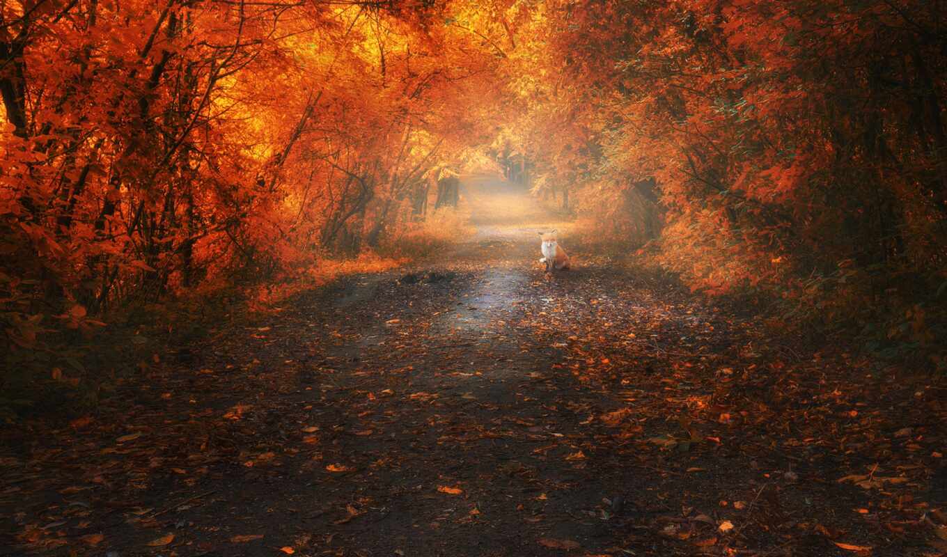 red, tree, road, fox, autumn, branch, park, fog, leaf, fore