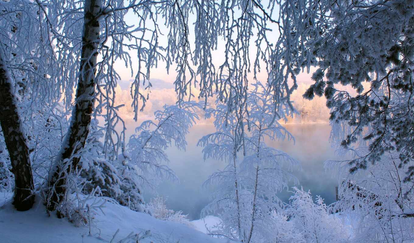 дерево, иней, снег, winter, лес