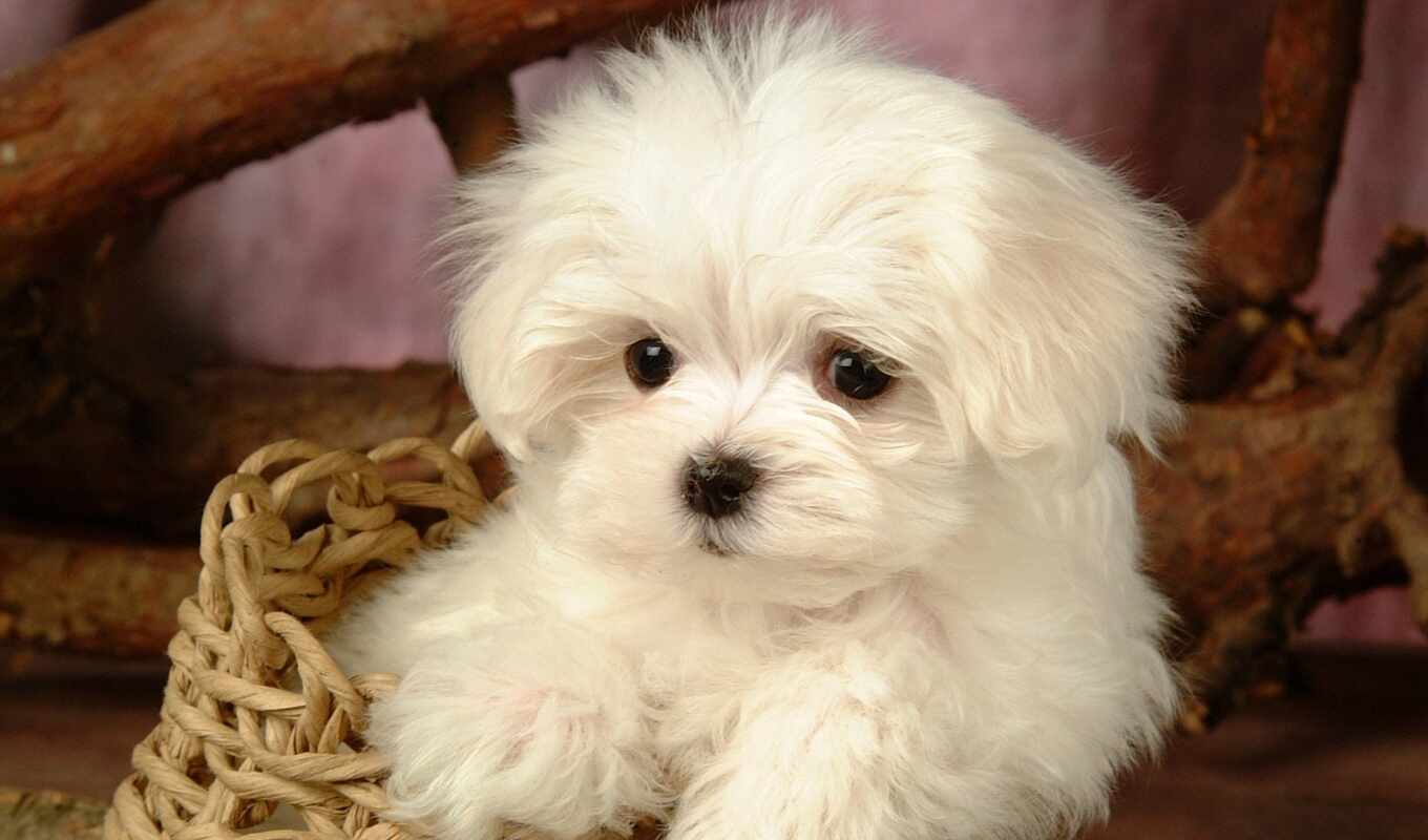 white, cute, собака, щенок, maltese