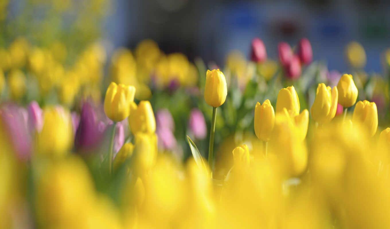 цветы, весна, яркий, yellow, тюльпан, бутон