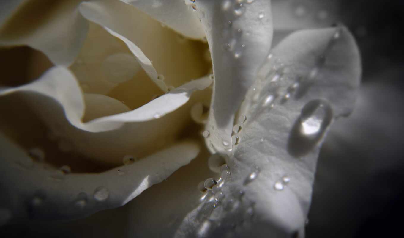цветы, роза, white, роса