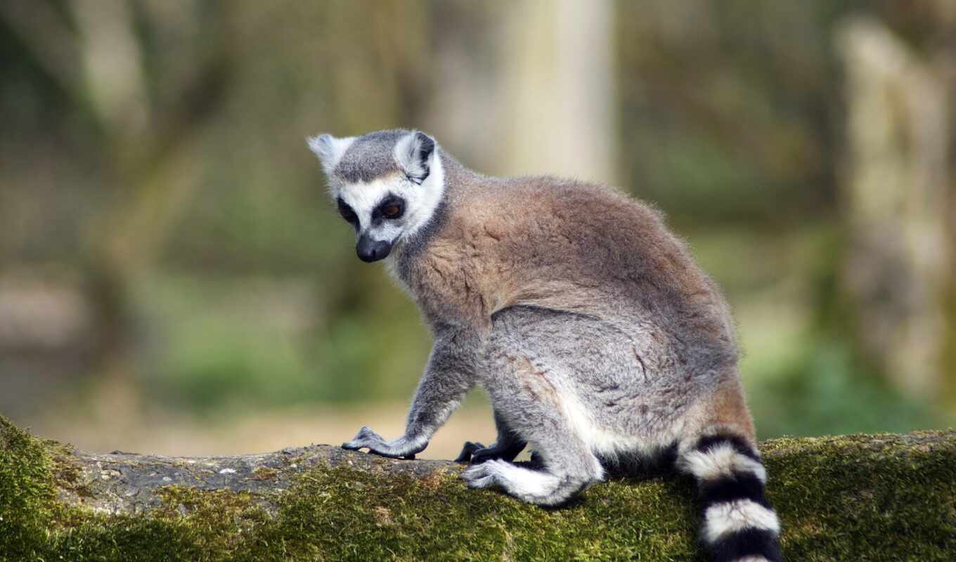 animal, tail, стриптиз, lemur, млекопитающее, oir