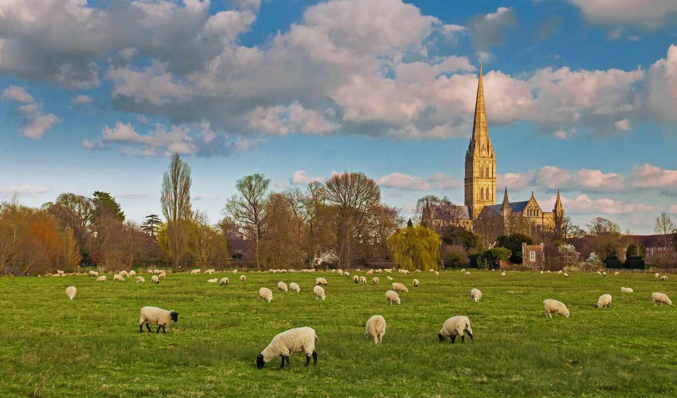 England, sheep, cathedral, sheep