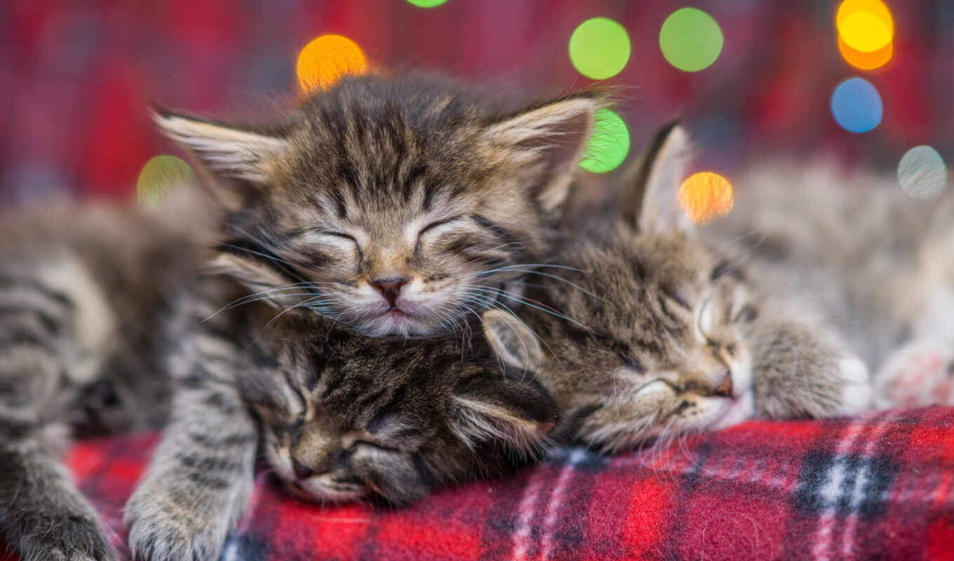 cat, lights, christmas, kitty, sleep, animal, cat, cleave