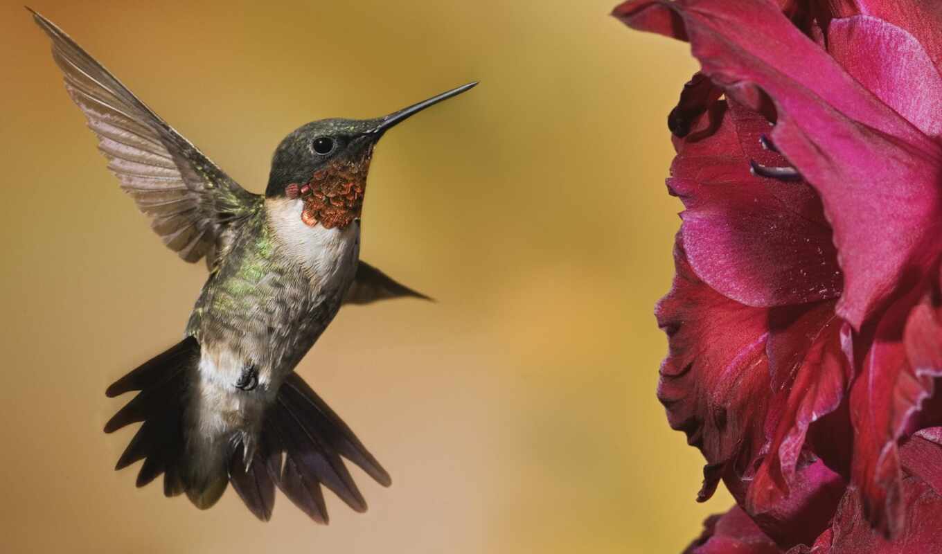 bird, hummingbirds, ruby, throat