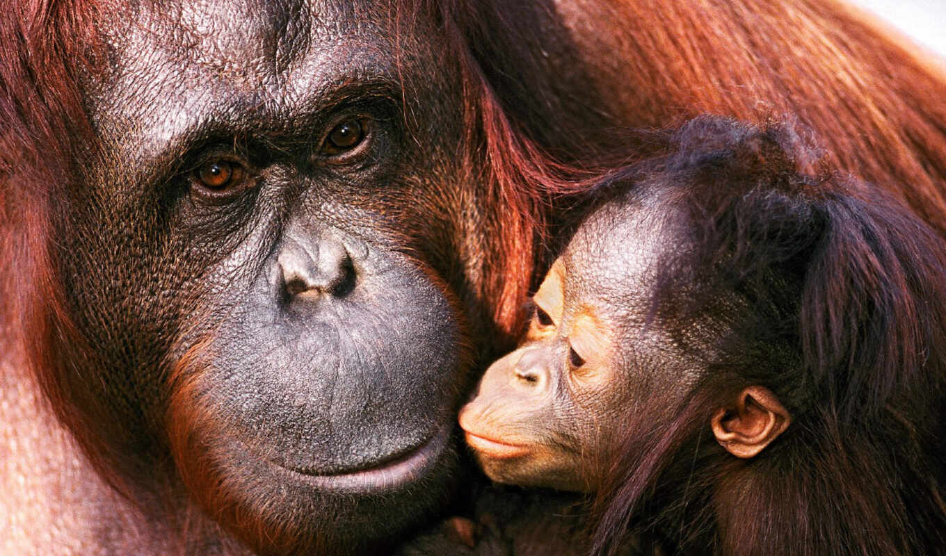animals, детёныш, baby, звери, семья, мама, orangutans, орангутанги