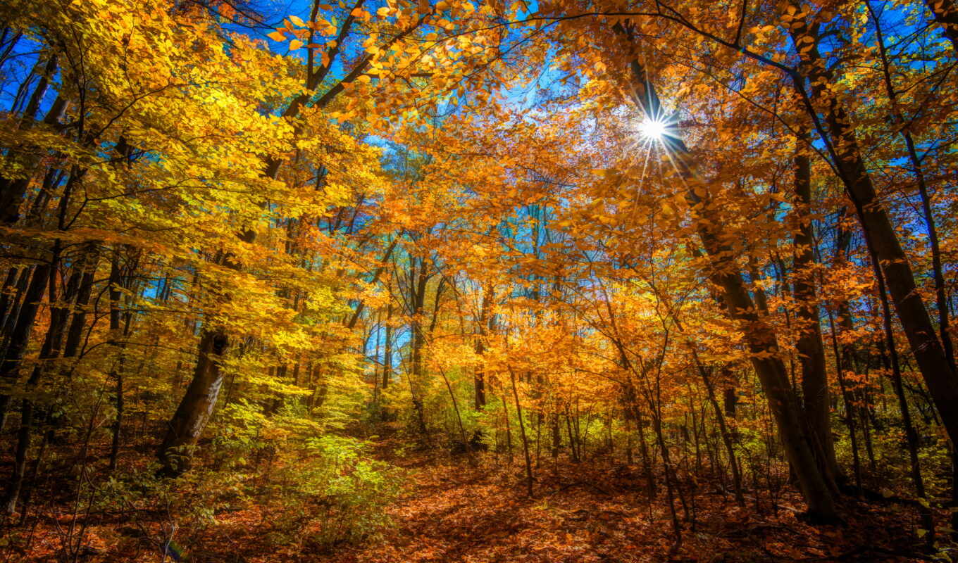 sun, forest, autumn, bright, color, trees, rays