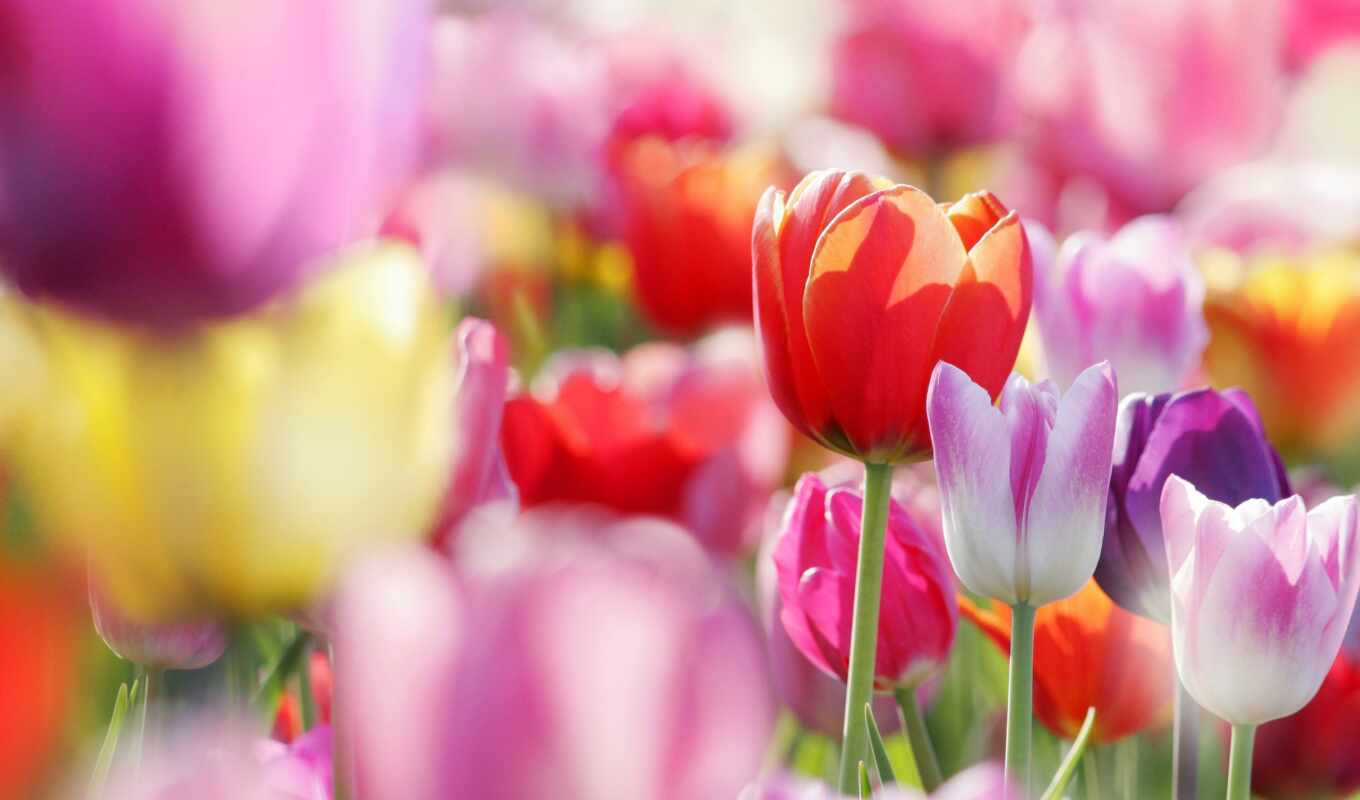 поле, весна, тюльпаны, cvety, тюльпанов, бутоны