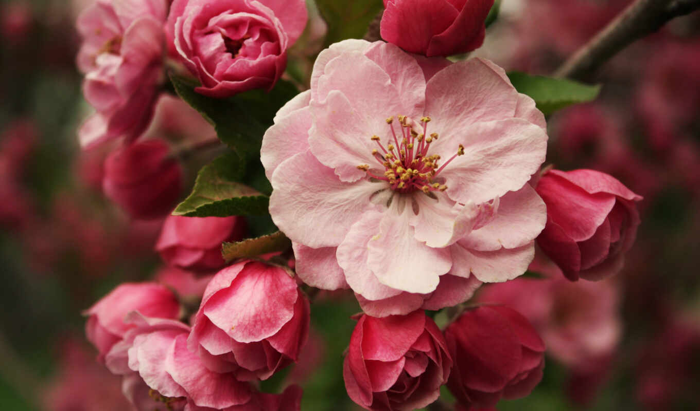 macro, Sakura, pink, branch, spring, cvety, apple tree