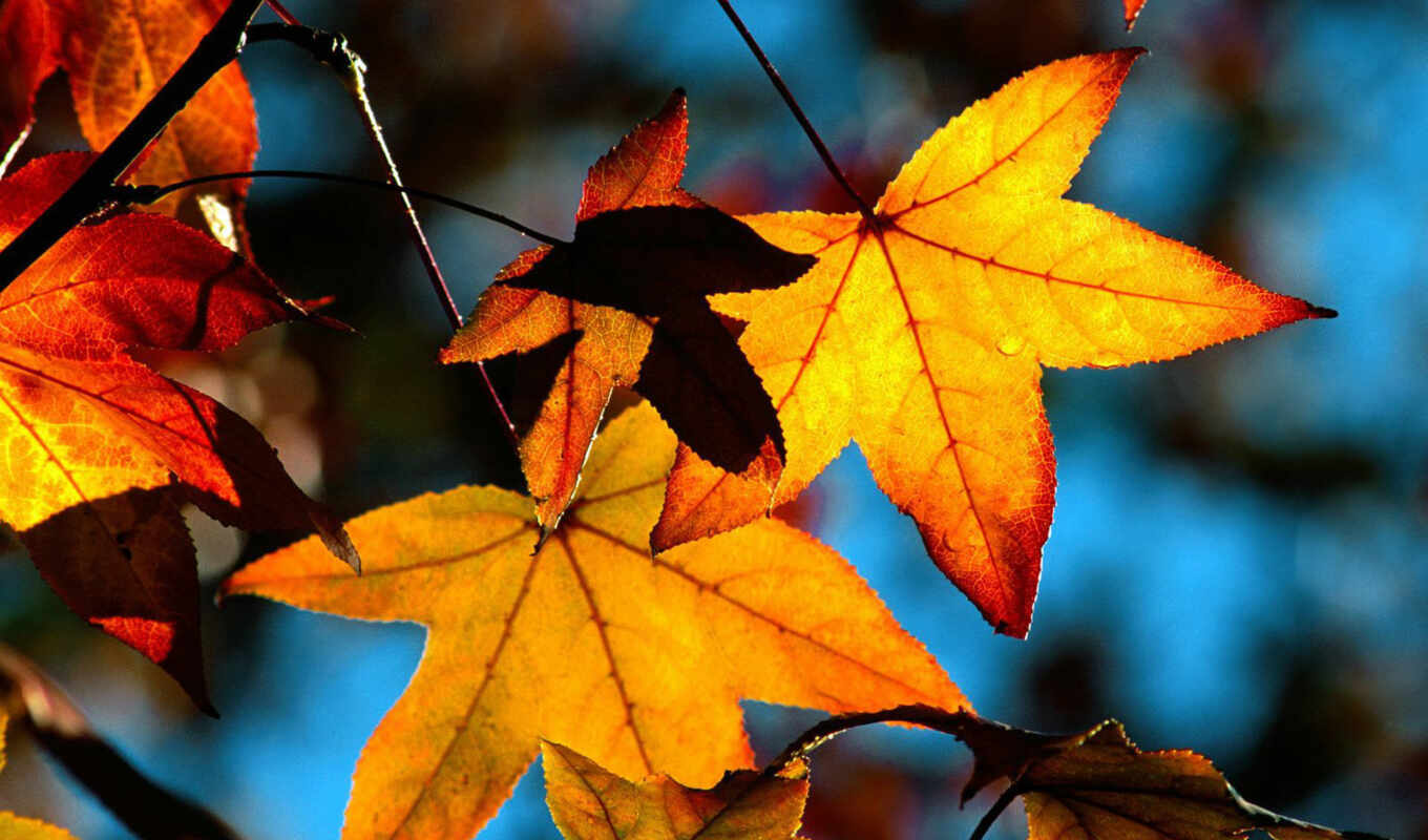 природа, блог, world, осень, золотая, senicheff