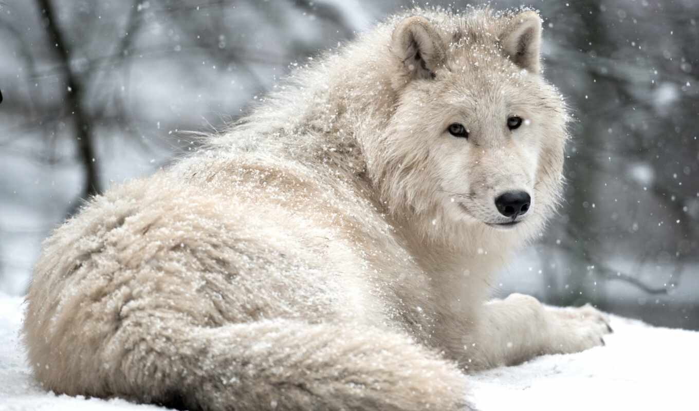 collection, page, winter, already, time, the best, wolf, wolves, uploaded