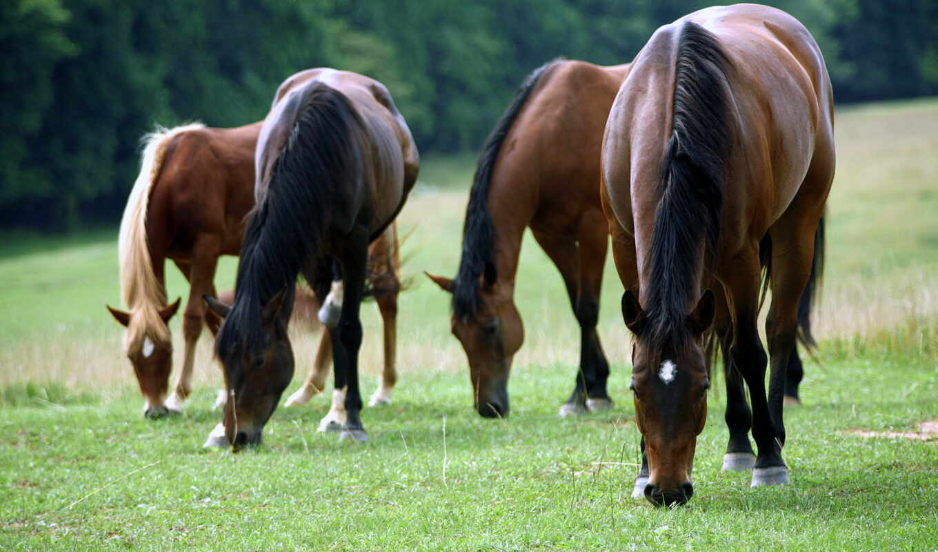 лошадь, красивые, фотографий, лошади, dan, roo, everything, длины, hewan, лошадей, продолжение
