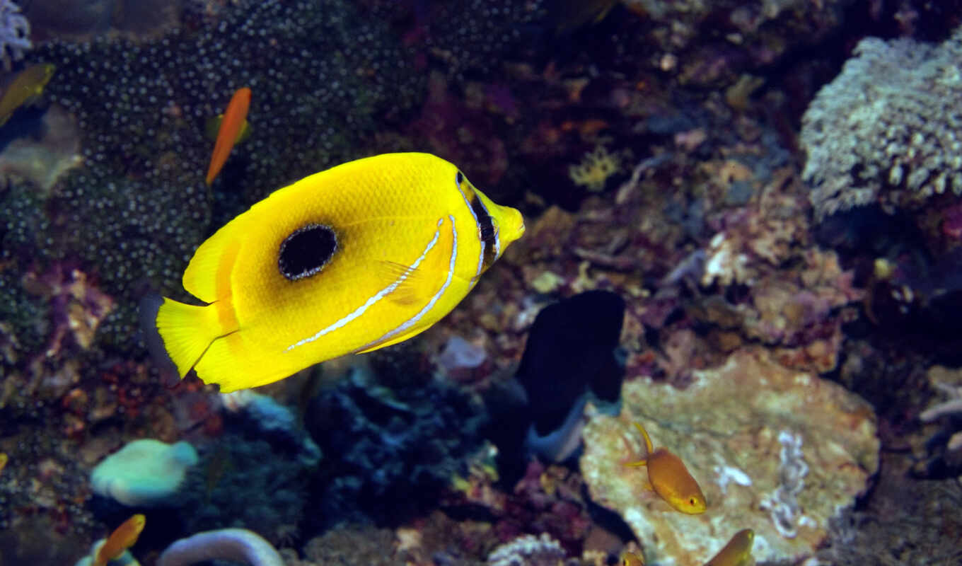 world, yellow, underwater