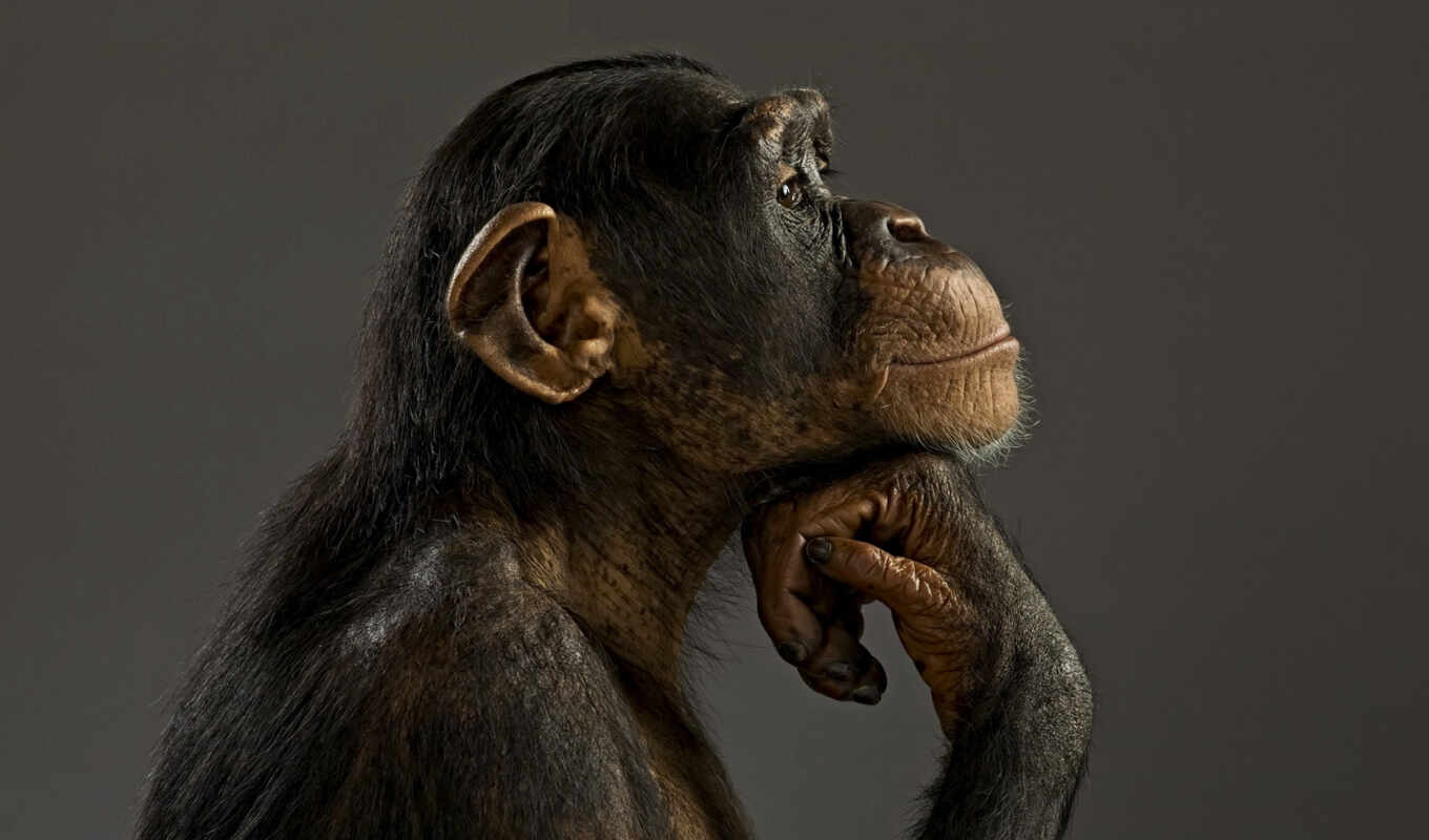 new, обезьяна, шимпанзе